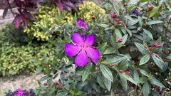 Pleroma semidecandrum