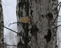 Fomitopsis betulina