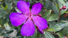 Pleroma semidecandrum