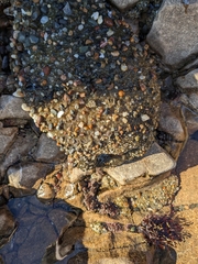 Anthopleura xanthogrammica