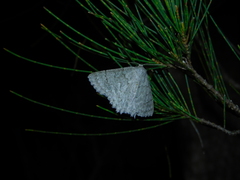 Crypsiphona tasmanica