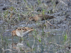 Gallinago gallinago gallinago