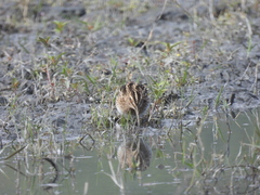 Gallinago gallinago gallinago