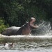 Common Hippopotamus - Photo (c) Tommy Andriollo, some rights reserved (CC BY), uploaded by Tommy Andriollo