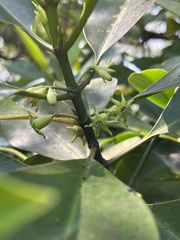 Rhizophora mucronata