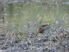 Gallinago gallinago gallinago