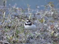 Charadrius dubius curonicus