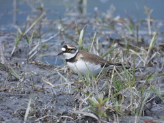 Charadrius dubius curonicus