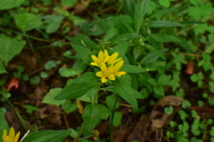 Lysimachia klattiana