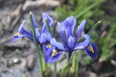 Iris reticulata