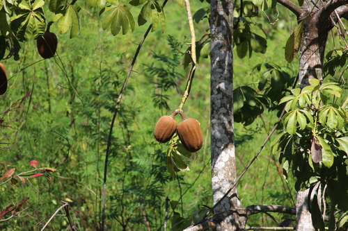 Pachira aquatica