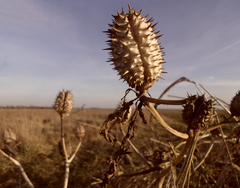 Datura stramonium