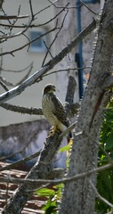 Rupornis magnirostris