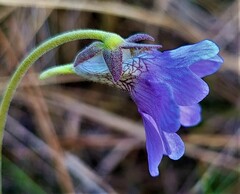 Pinguicula caerulea