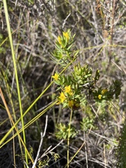 Gnidia juniperifolia