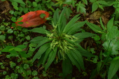 Lysimachia klattiana