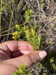 Gnidia juniperifolia