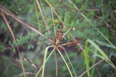 Cyperus ligularis