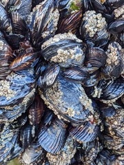 Mytilus californianus