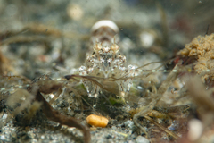 Crangon septemspinosa