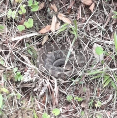 Bothrops jararaca