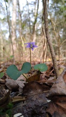 Viola floridana