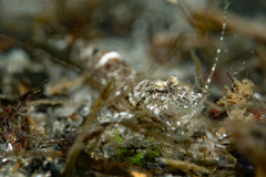 Crangon septemspinosa