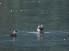 Tachybaptus ruficollis poggei