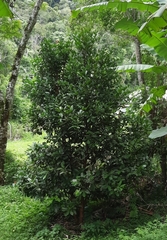 Eugenia brasiliensis