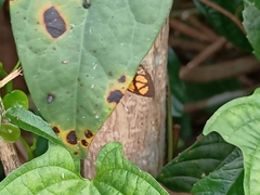 Odina hieroglyphica
