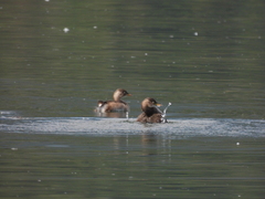 Tachybaptus ruficollis poggei