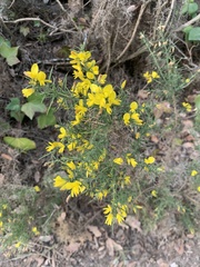 Ulex parviflorus
