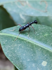Neocollyris