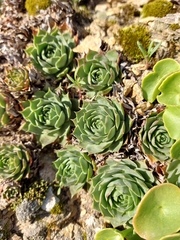 Sempervivum tectorum