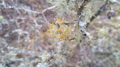 Teloschistes exilis