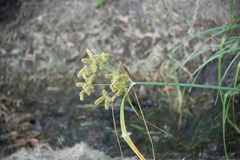 Cyperus alopecuroides