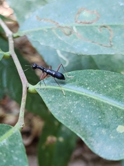 Neocollyris