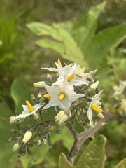 Solanum torvum
