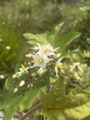 Solanum torvum