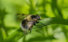 Volucella bombylans