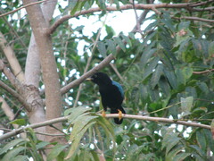 Cyanocorax yucatanicus