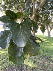Ficus sur