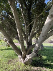 Ficus sur