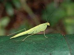 Tropidomantis gressitti