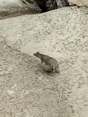 Crithagra tristriata