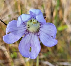 Pinguicula caerulea