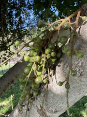 Ficus sur