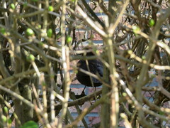 Turdus merula
