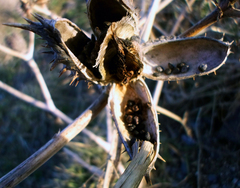 Datura stramonium