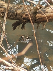 Lithobates sphenocephalus utricularius